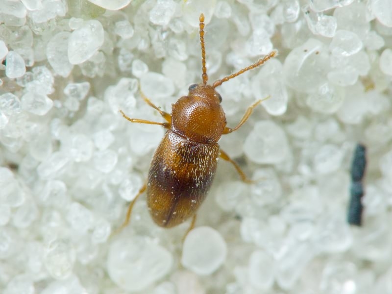 Cryptophagidae Kirby, 1837